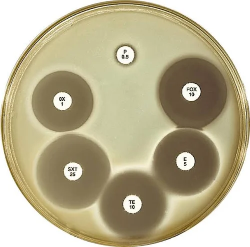 Bacitracin antibiotics disc