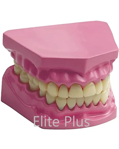 TH002 Dental Model Small