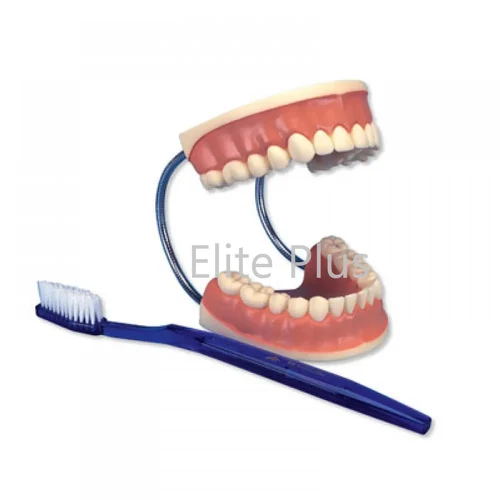 ZX-1411 Dental Care Model, For Hospital