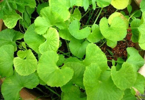 Centella Asiatica