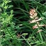 Fumitory Herb