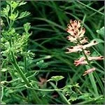 Fumitory Herb