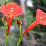 Ipomoea Paniculata