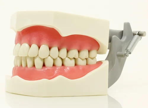 Columbia Dentoform PVR 860 Model For ADC And Bench Test, For Dental Education