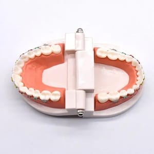 Dental Model Small