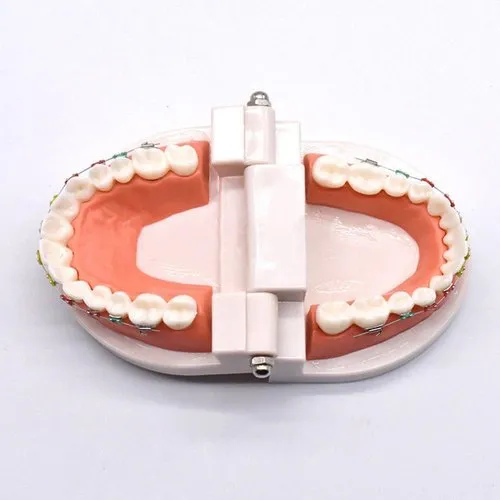 Dental Model Small