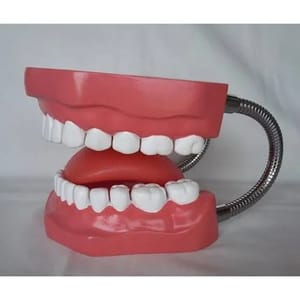 Tooth Hygiene Set Model