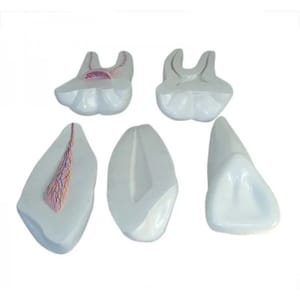 Expansion Model Of Human Teeth