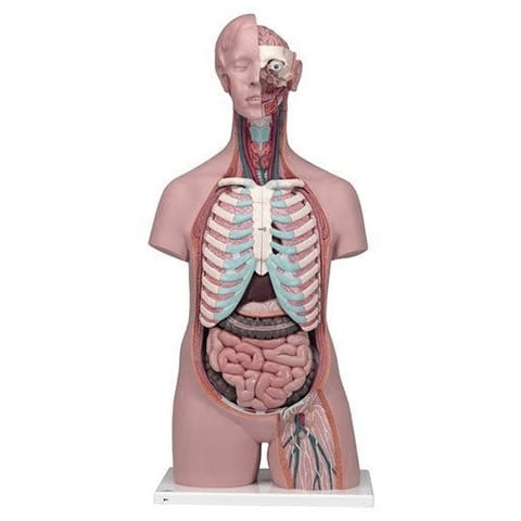 Human Anatomical Models