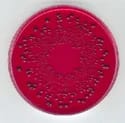 Xylose Lysine Agar